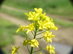 Brassica rapa
