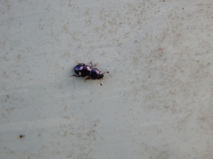 Glischrochilus quadrisignatus