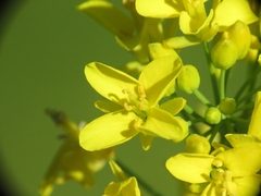 Brassica rapa