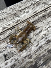 Cambarus bartonii bartonii