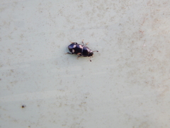 Glischrochilus quadrisignatus