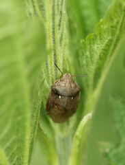 Eurygaster testudinaria