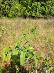 Helianthus grosseserratus