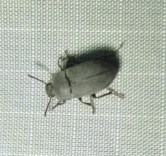 Blapstinus