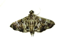 Chabula acamasalis