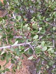 Ceanothus cuneatus