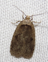 Agonopterix argillacea