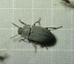 Blapstinus