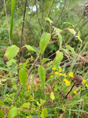 Monarda fistulosa
