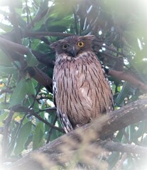 Ketupa zeylonensis