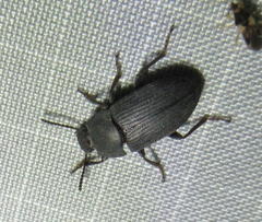 Blapstinus