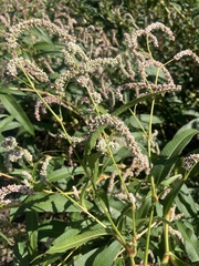 Persicaria lapathifolia
