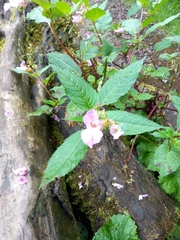 Impatiens glandulifera