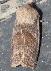 Eupsilia devia