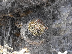 Echinofossulocactus crispatus