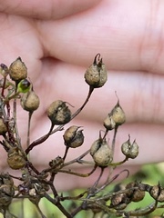 Scrophularia nodosa