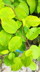 Reynoutria sachalinensis