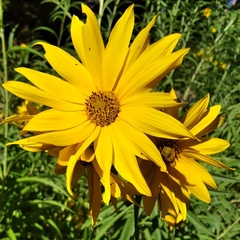 Helianthus pauciflorus