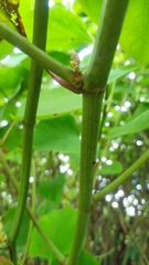 Reynoutria sachalinensis