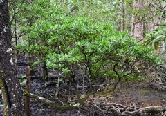 Rhizophora mucronata