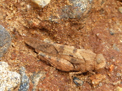 Pycnodictya galinieri