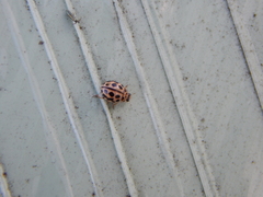 Tytthaspis sedecimpunctata