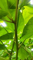 Reynoutria sachalinensis