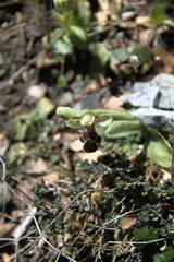 Ophrys