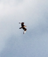 Stercorarius parasiticus