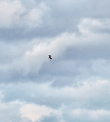 Stercorarius parasiticus