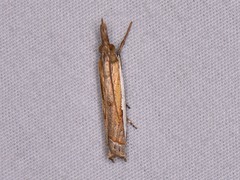 Crambus quinquareatus