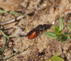 Sphecodes albilabris