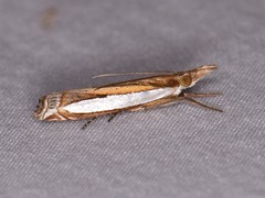 Crambus quinquareatus