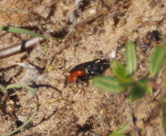 Sphecodes albilabris