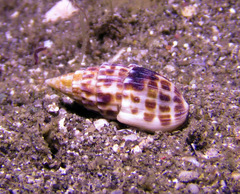 Otopleura auriscati