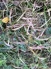 Digitaria sanguinalis