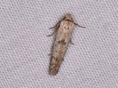 Hypatopa punctiferella