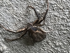 Thomisidae