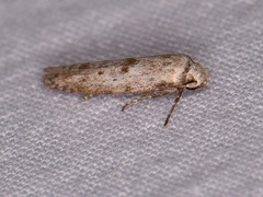 Hypatopa punctiferella