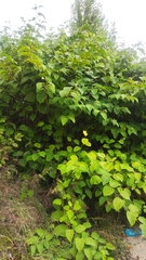 Reynoutria sachalinensis