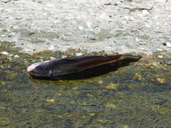 Ictalurus punctatus