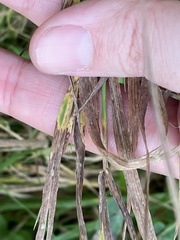 Digitaria sanguinalis
