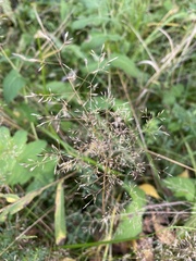 Agrostis gigantea