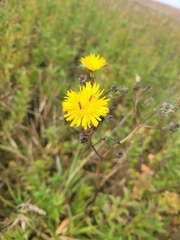 Cichorieae