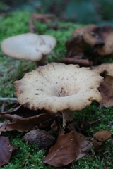 Cerioporus leptocephalus