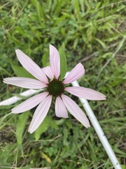 Echinacea