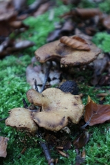 Cerioporus leptocephalus