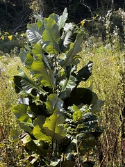 Magnolia macrophylla
