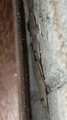 Hemidactylus mabouia