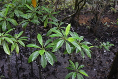 Rhizophora mucronata